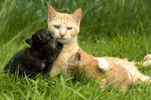 Cat - two ginger kittens