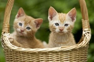 Cat - ginger tabby kittens in basket