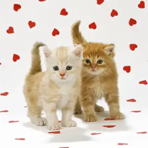 Valentine Prints: Cat - two Ginger Tabby kittens on heart background