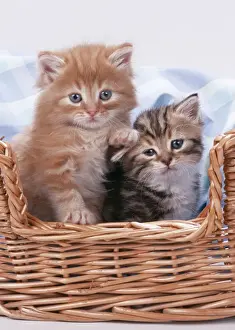 Beds Prints: Cat - Ginger & Tabby kittens sitting in basket
