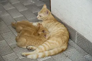Cat - ginger tabby with kittens suckling