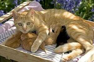 Images Dated 29th April 2005: Cat - ginger tabby with kittens suckling