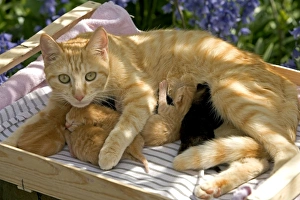 Images Dated 29th April 2005: Cat - ginger tabby with kittens suckling