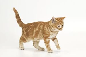 Images Dated 17th May 2011: Cat - ginger tabby in studio