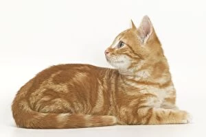 Images Dated 17th May 2011: Cat - ginger tabby in studio