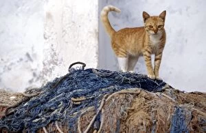 Images Dated 17th May 2011: Cat - ginger tabby & white on top of fishing nets. Lamu - Kenya - Africa