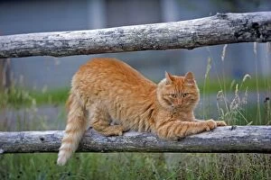 Cat ginger tabby on wooden fence, sharpening claws