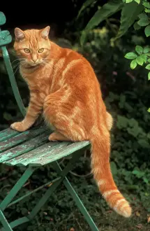 Chairs Prints: Cat Ginger Tom on garden chair