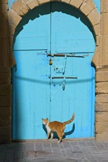 Images Dated 18th February 2006: Cat - ginger & white by blue doors. Morocco