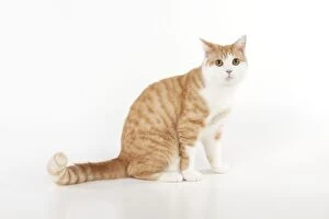 Ginger And White Collection: CAT - Ginger and white cat