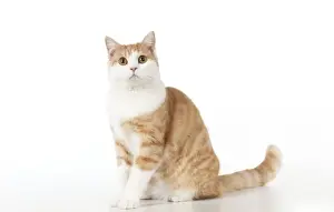 CAT - Ginger and white cat