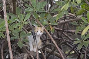 Mangrove Gallery: CAT. Ginger & White cat in mangrove CAT. Ginger