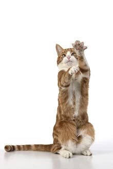 CAT. Ginger & white cat with paws up, studio