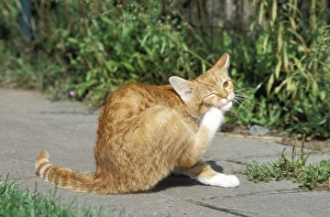 Ginger And White Collection: Cat Ginger & white cat, scratching