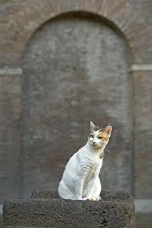 Ginger And White Collection: Cat - Ginger and white cat on stone wall - pyramid of Caius Cestius - Rome - Italy