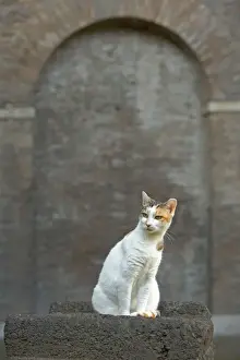 Ginger And White Prints: Cat - Ginger and white cat on stone wall - pyramid of Caius Cestius - Rome - Italy