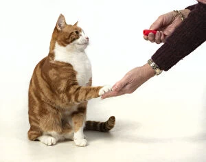 Images Dated 11th March 2020: CAT. ginger & white, clicker training, with paw