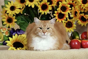 Furry Gallery: CAT - ginger and white tabby Tom with sunflowers