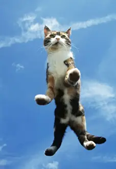 Dancing Prints: Cat On Glass