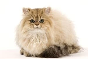 Images Dated 25th September 2011: Cat - Golden Persian kitten