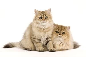 Images Dated 25th September 2011: Cat - Golden Persian kittens