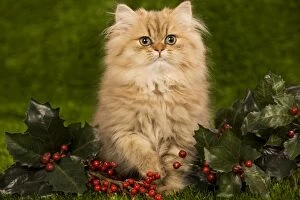 Images Dated 26th September 2009: Cat - Golden shaded persian kitten
