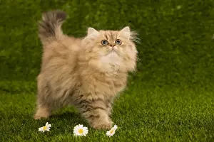 Cat - Golden shaded persian kitten