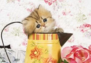 Cat - Golden shaded Persian kitten in water jug