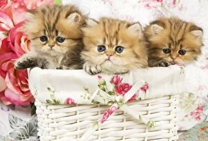 Cat - three Golden shaded Persian kittens