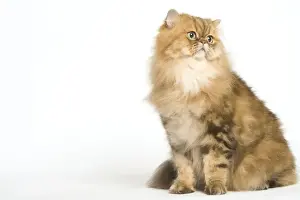 Shaded Prints: Cat - Golden Shaded Persian in studio