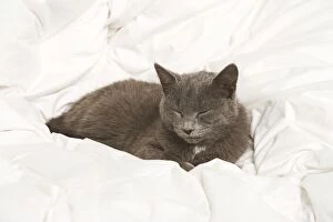 Cat - grey cat asleep