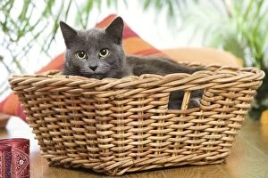 Images Dated 6th August 2007: Cat - grey cat in basket