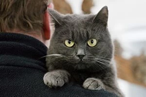 Cat - grey cat looking over mans shoulder