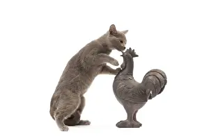 Curiosity Prints: Cat - grey cat in studio investigating garden ornament of a cockerel