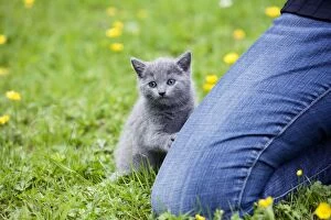 Cat - grey Chartreux kitten in garden with person