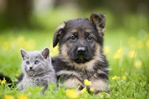 Cat - grey Chartreux kitten in garden with puppy