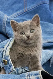 Chartreux Prints: Cat - grey Chartreux kitten on jean material