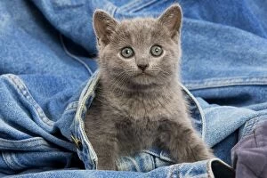 Images Dated 7th July 2000: Cat - grey Chartreux kitten on jean material