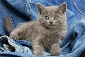 Baby Animal Prints: Cat - grey Chartreux kitten on jean material