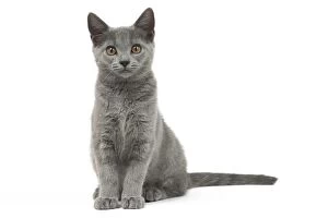 Cat - Grey Chartreux kitten in the studio