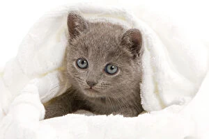Cat - grey Chartreux kitten in studio under blanket