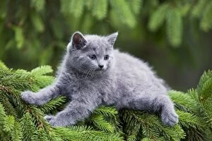 Cat - grey Chartreux kitten in tree