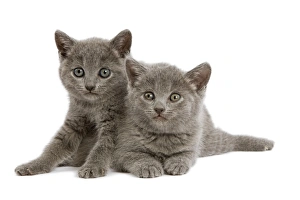 Cat - two Grey Kittens