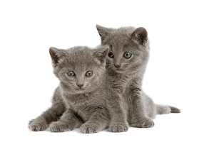 Cat - two Grey Kittens