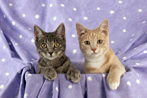 Images Dated 27th September 2011: CAT - Grey and ginger tabby cats sitting together