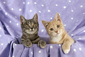 Images Dated 27th September 2011: CAT - Grey and ginger tabby cats sitting together