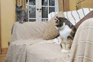 Sofa Prints: Cat - Grey and ginger and white cats sitting on sofa in living room