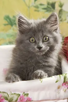 Cat - grey kitten