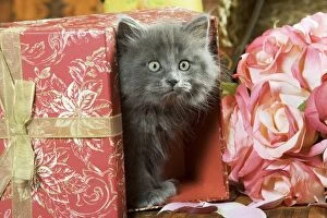 Cat - grey kitten in box