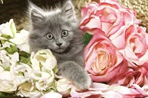 Cat - grey kitten amongst flowers